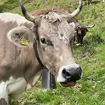 Im Bergruh - Reuti Daire Hasliberg