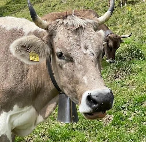 Im Bergruh - Reuti Apartment Hasliberg